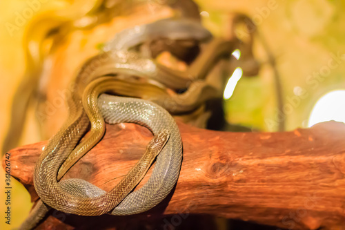 Group of water snakes (Homalopsidae) and their common name are water snakes, Indo-Australian water snakes, mud snakes, bockadam, ular air, and all are mildly venomous. photo