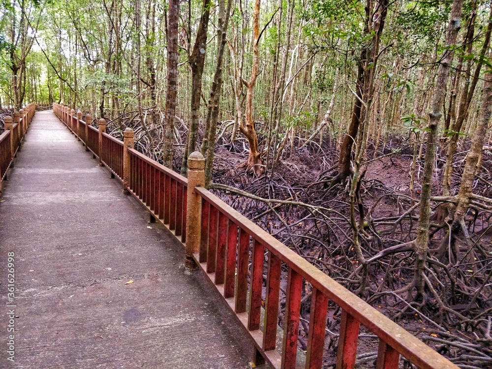 Fototapeta premium Elevated Wooden Walkway through dense, spooky Mangrove Forest in Langkawi Malaysia.