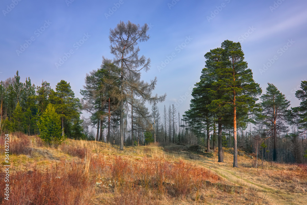 Forest meadow field landscape. Early spring forest meadow view. Forest meadow scene.