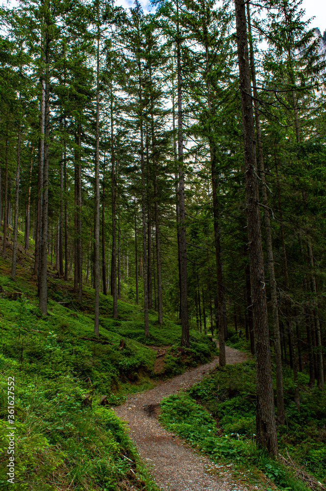 Fototapeta premium Mistyczny las, przez który przechodzi wąska ścieżka