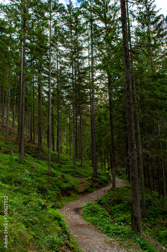 Fototapeta Naklejka Na Ścianę i Meble -  A mystical forest through which a narrow path passes