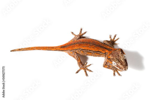 Gargoyle gecko isolated on a white background