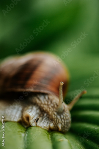 Closeup of a snail gliding on the big green leaves