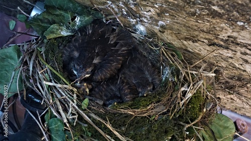 Blackbird Chicks in the nest just a few days before leaving.