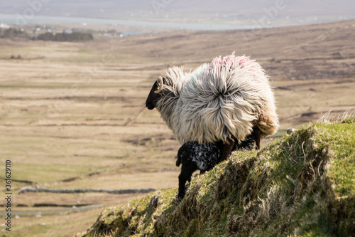 Black head sheep ireland