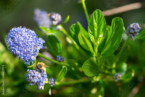 Bee collecting pollen from a garden Californian Lilac bush, ceanothus thyrsiflorus photo