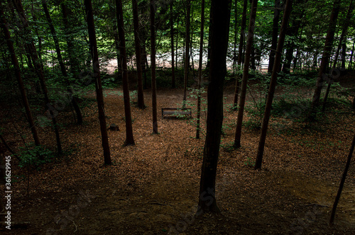 A mystical forest through which a narrow path passes