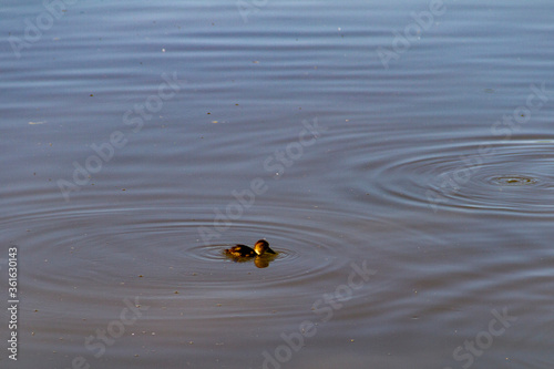Young common pochard, learning to fish in a lake near Vitoria, Spain