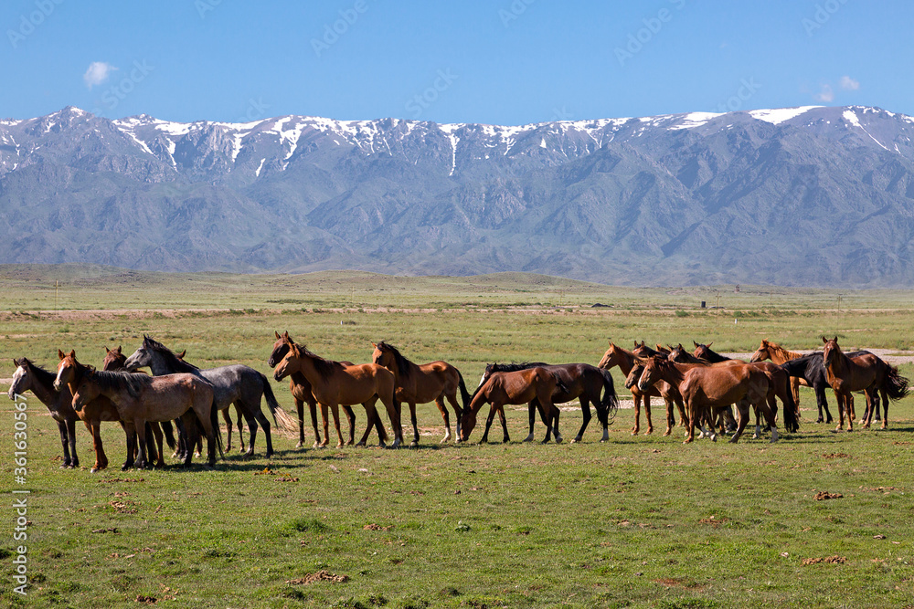 Horses with snow capped mountains in the background, in Kazakhstan.