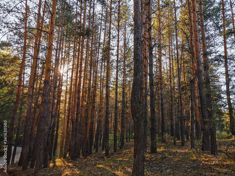 dark forest at sunset dark forest at sunset