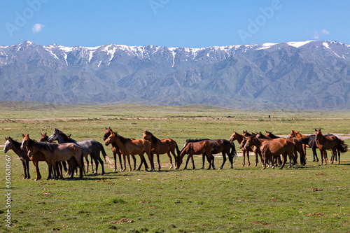 Horses with snow capped mountains in the background  in Kazakhstan.