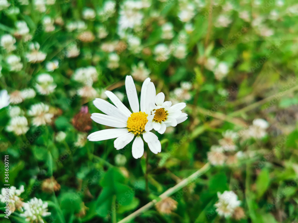 chamomile on a green background chamomile on a green background