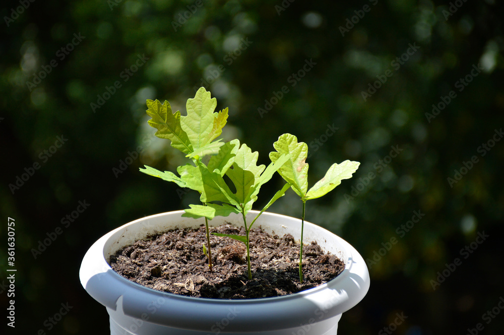 Three small oak seedlings grow in a pot. Growing young trees Three small oak seedlings grow in a pot. Growing young trees