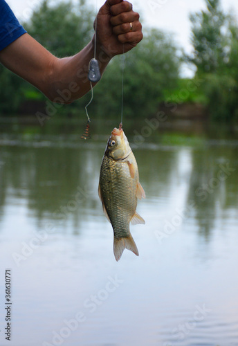 Fototapeta Naklejka Na Ścianę i Meble -  in the hand of a fisherman, on a fishing line, a fish just caught