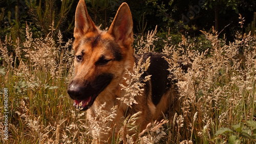 portrait of a german shepherd dog in nature