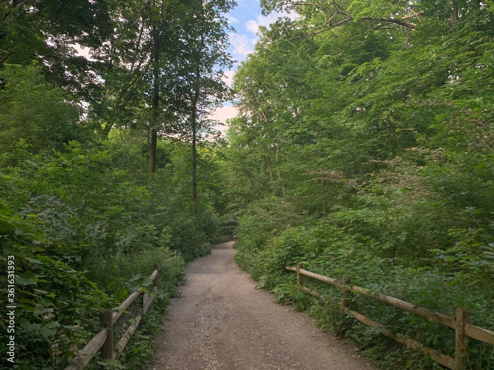 Fototapeta premium path in the woods