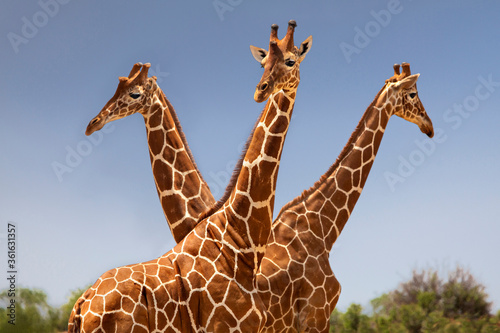 Reticulated giraffes in Kenya, Africa