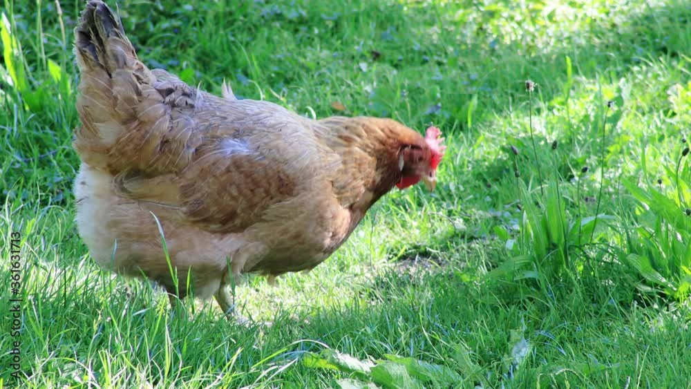 brown chicken searching for grains in green meadow on free range farm brown chicken searching for grains in green meadow on free range farm