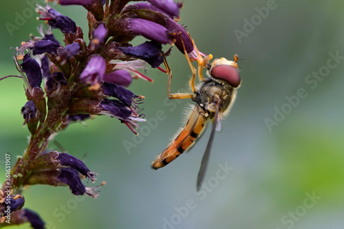 Hainschwebfliege ( Episyrphus balteatus ) beim Nektarsammeln am Bastardtindigo ( Amorpha fruticosa ). photo