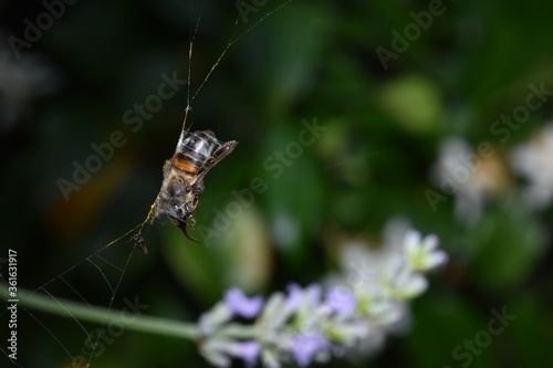 Predation in the animal world. A dead honeybee entangled into a spiderweb