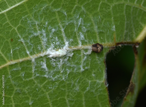 Two planthopper nymphs feeding on plant sap and surrounded by wax filaments. Probably genera Metcalfa and Acanalonia photo