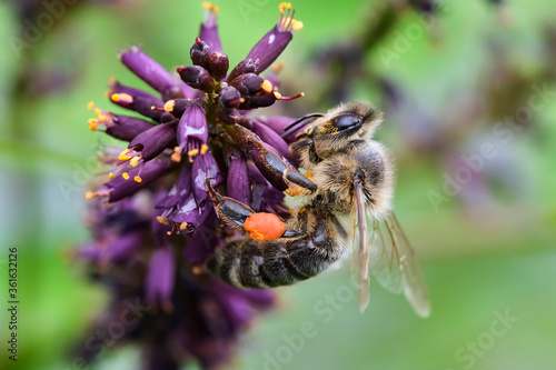Fotografi Westliche Honigbiene ( Apis mellifera ), Europäische Honigbiene beim Nektarsamme