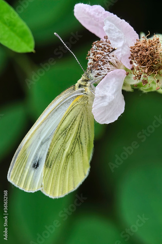 Rapsweißling ( Pieris napi ). photo