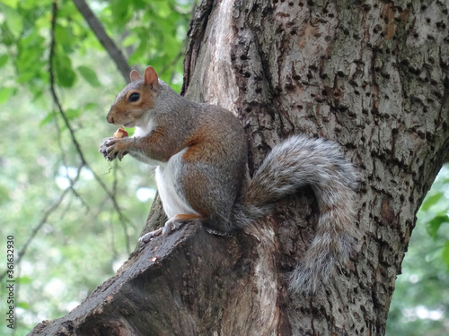 Eastern grey squirrel in Central Park