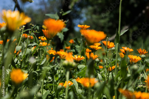 beautiful field of calendula flowers in the grass