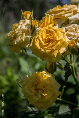 blooming yellow rose in the park