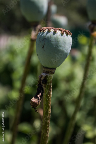 poppy heads in the park