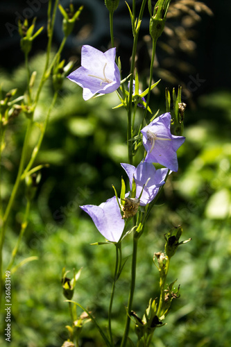 blue bell flower on a park background