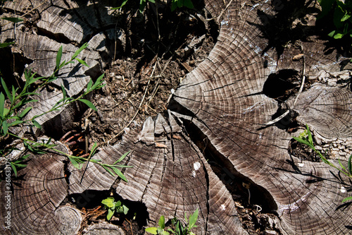Wood texture. Stump in macro shot. Background