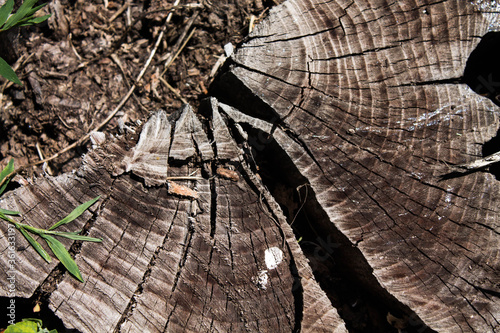 Wood texture. Stump in macro shot. Background