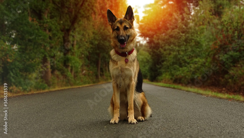 Photo portrait of a german shepherd dog