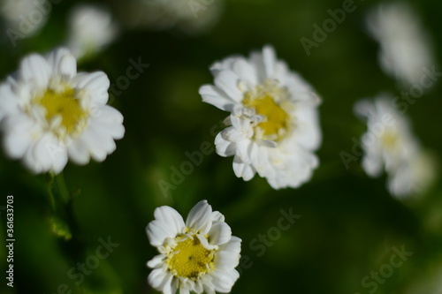 Small decorative white-yellow daisies in the garden