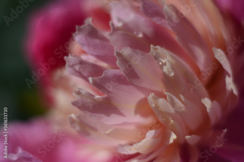 Closeup of the petals of a pink peony with raindrops on it. Macro 