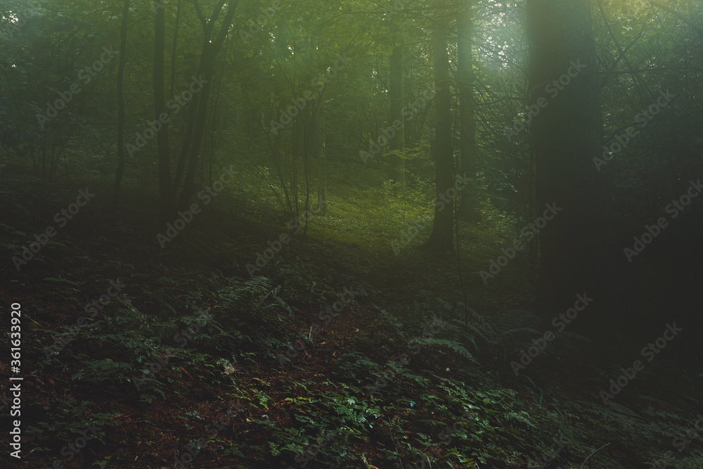 Obraz premium Beautiful landscape of a dark foggy coniferous forest after rain with tall pine trees and a footpath in the middle.