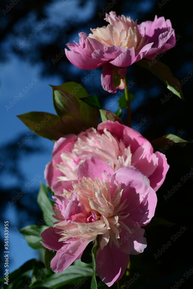 Lush bush of pink peonies close-up
