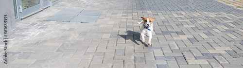 Puppy Jack Russell Terrier runs on the sidewalk. A little funny dog in a blue collar plays while walking. The perfect companion. Smart pet.
