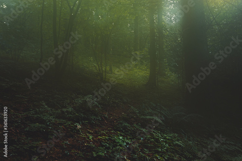 Fototapeta Naklejka Na Ścianę i Meble -  Beautiful landscape of a dark foggy coniferous forest after rain with tall pine trees and a footpath in the middle.