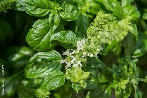 Basil growing in a garden, blooming flowers visible