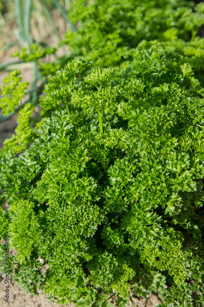 Curly leaf parsley growing in a garden