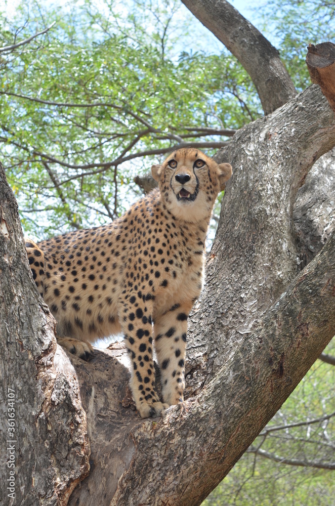 Obraz premium Cheetah on tree