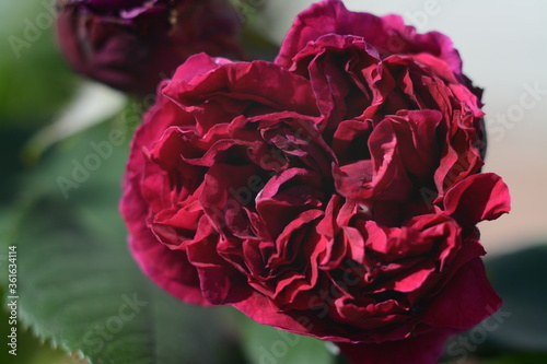 Lush red rose blooms in an open-air garden
