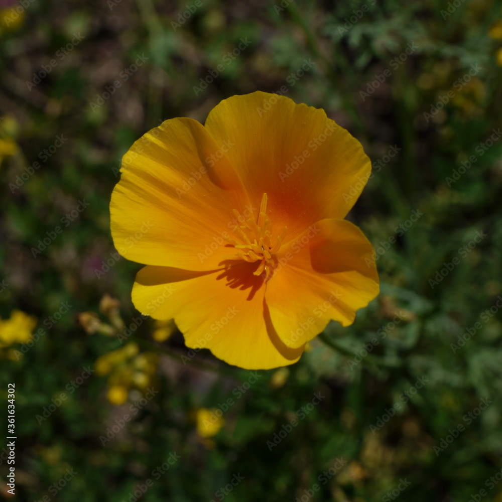 Gelbe Blüten Gelbe Blüten