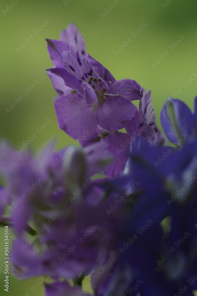 Composition of three flowers of consolida regalis on a blurred background, macro
