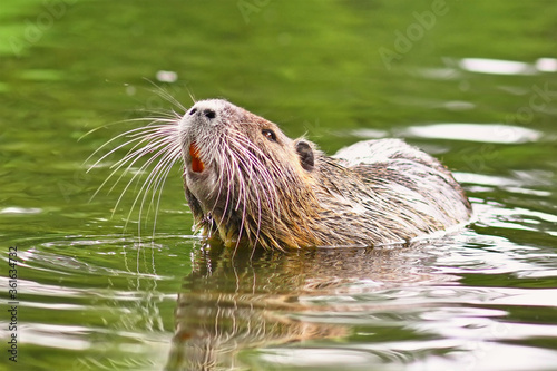 Invasive rodent called 'Myocastor Coypus', commonly known as 'Nutria', swimming in river with head raised © Firn