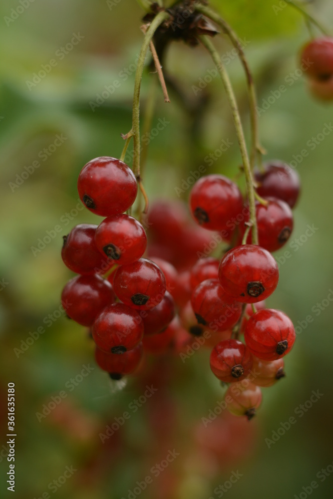 A bunch of ripe red currant berries on a bush in summer
