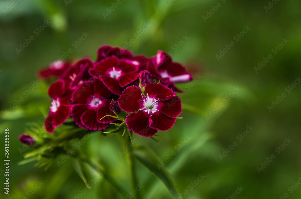 Purple carnations in the garden Purple carnations in the garden